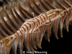 Crinoid shrimp camouflaged on it´s featherstar by Joerg Blessing 